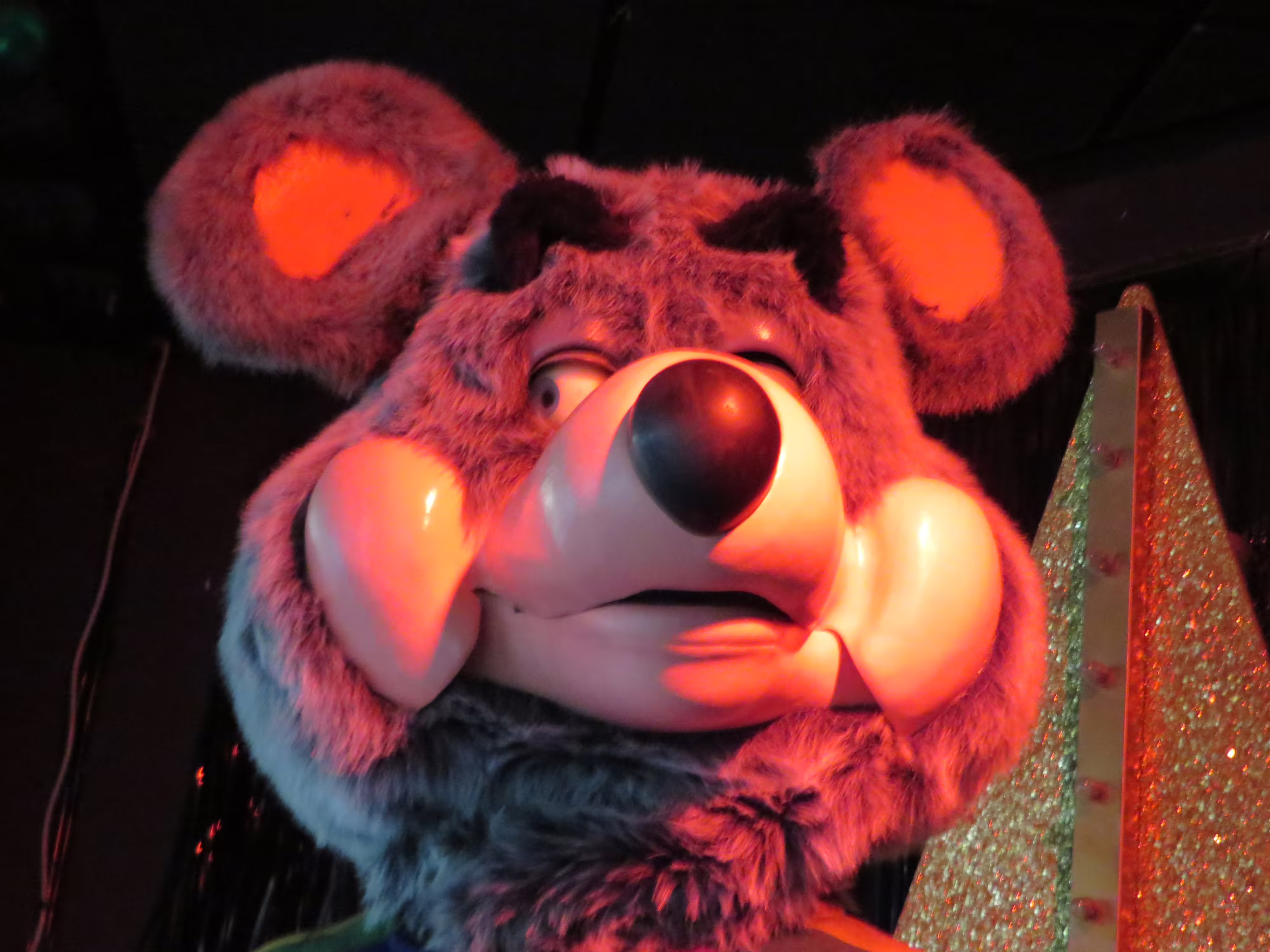 Up-Close of Chucks face. Showing off the original ear (Left) (February 3, 2018)