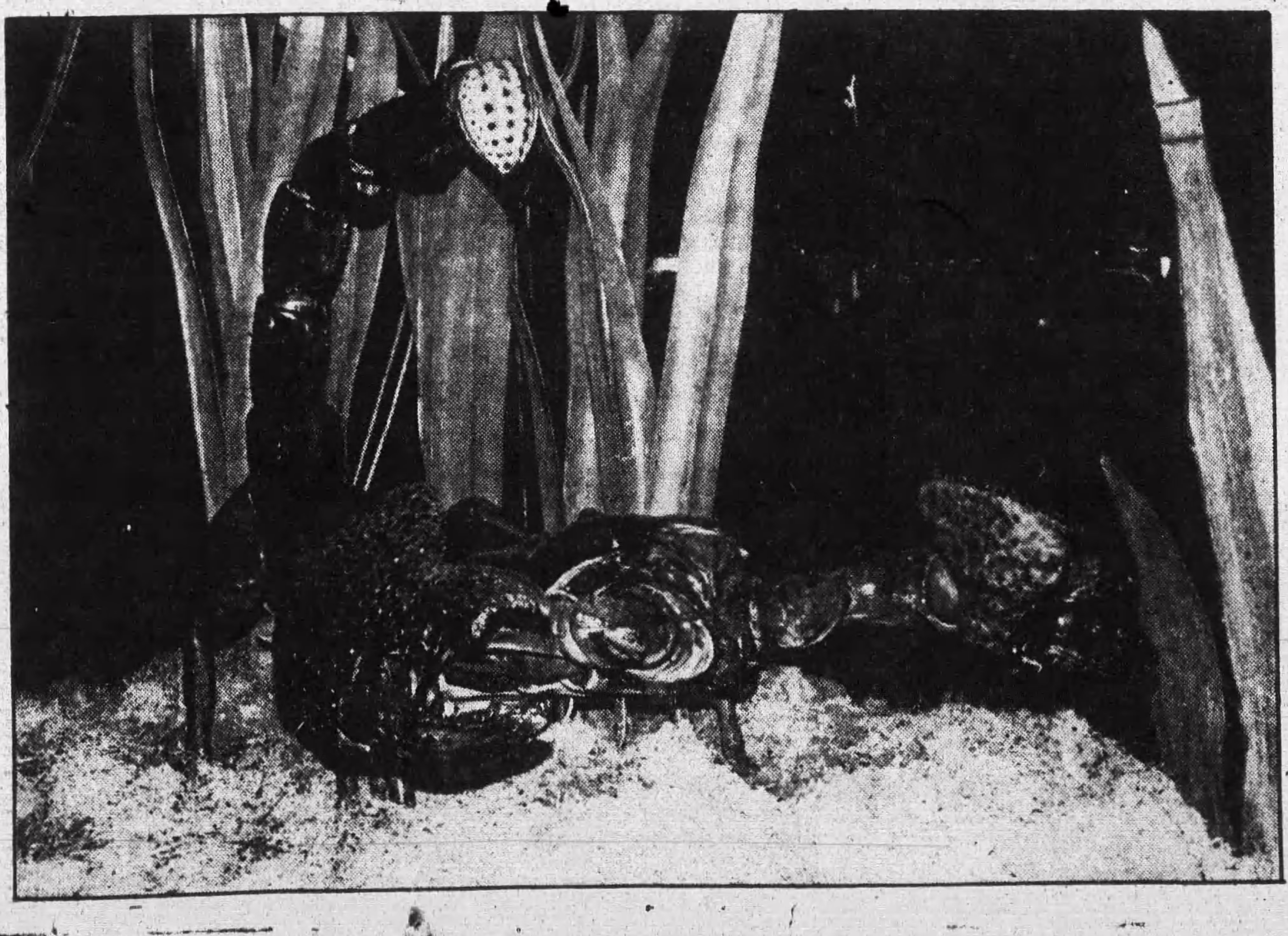 A giant animatronic scorpion watches spectators carefully https://www.newspapers.com/article/johnson-city-press-cpi-bugs/141525301/