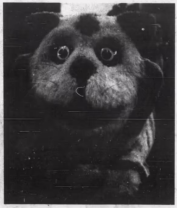 Cheshire Cat at Del Amo Fashion Square (October 5, 1972)https://www.newspapers.com/image/385999956/?match=1&clipping_id=141076910