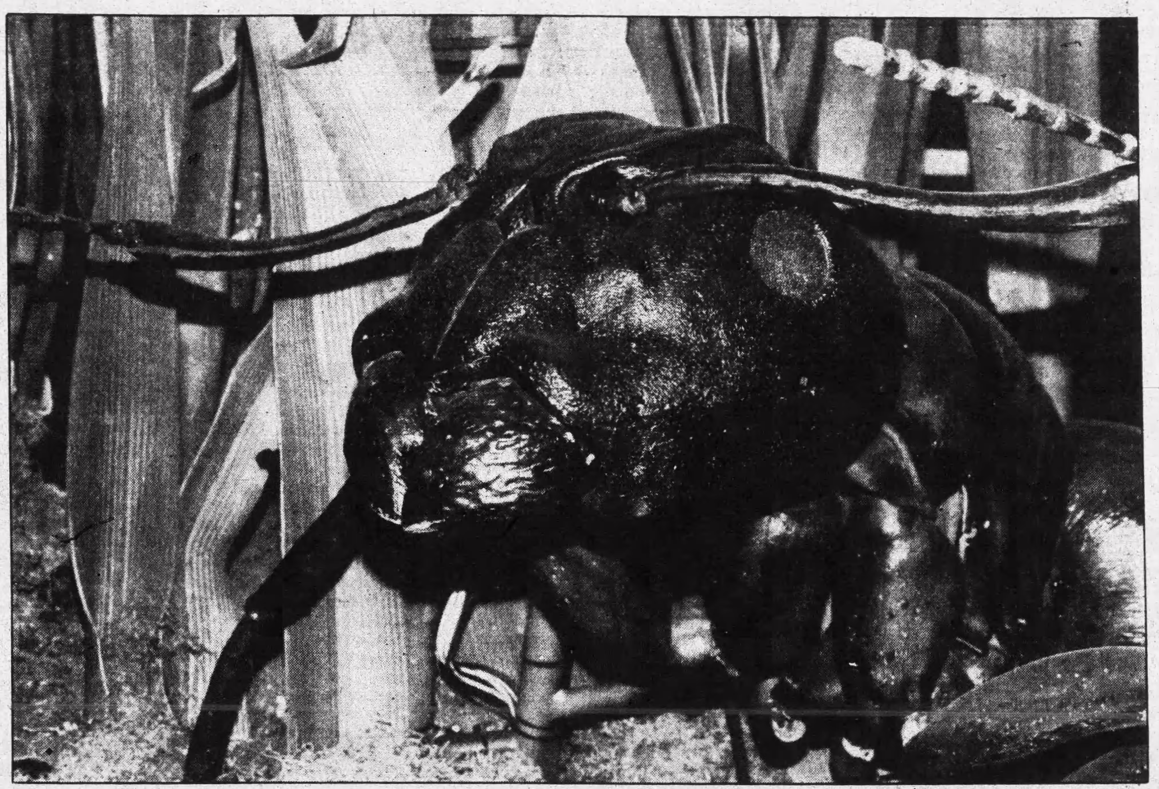 A Giant Ant walks through some blades of grass