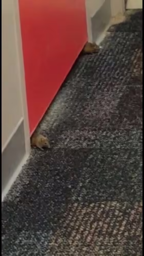 Two mice peeking out of one of the back room doors. Lowell has had rodent issues since 2001.