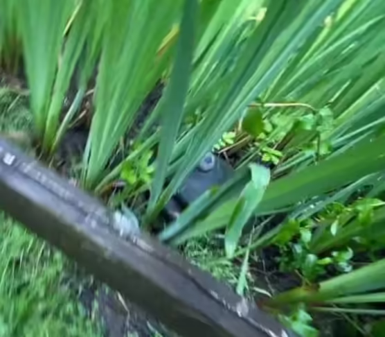 Frog prop located in a farm ride.